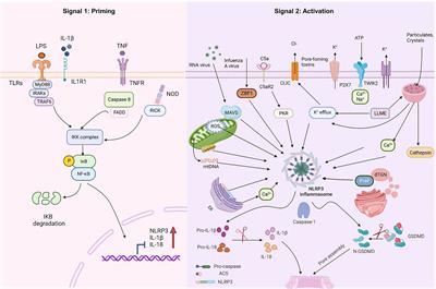 The mechanisms of NLRP3 inflammasome/pyroptosis activation and their role in diabetic retinopathy